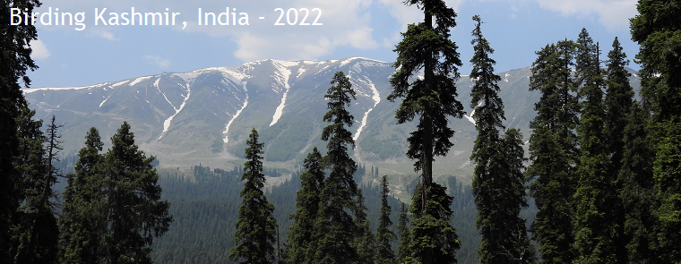 Birding Kashmir, India - 2022