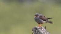Red-footed Falcon on post Staffordshire