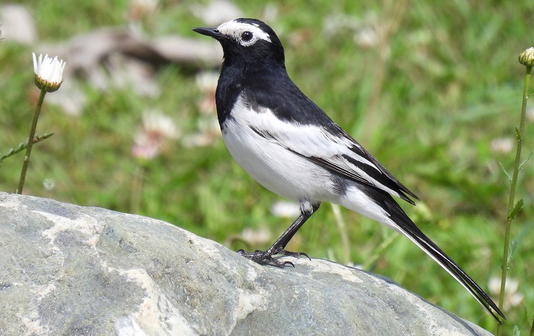 Birding Kashmir Trip Report The Birders Store