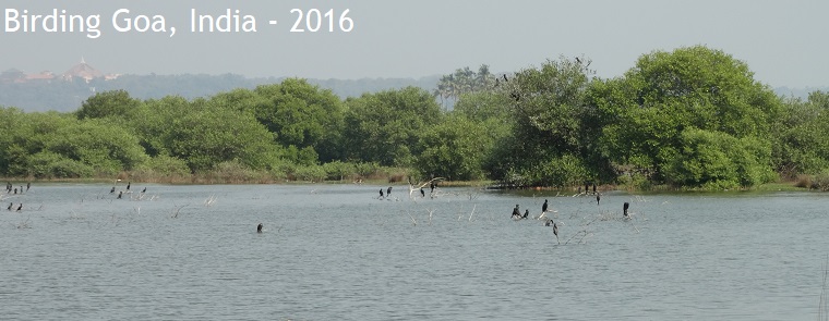 Birding Goa, India - 2016