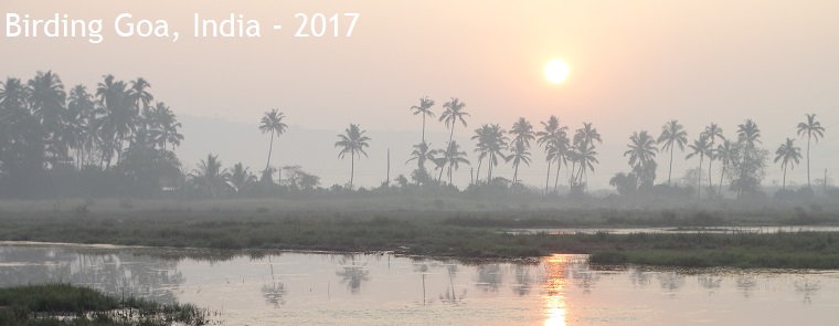 Birding Goa, India - 2017