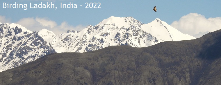Birding Ladakh, India - 2022