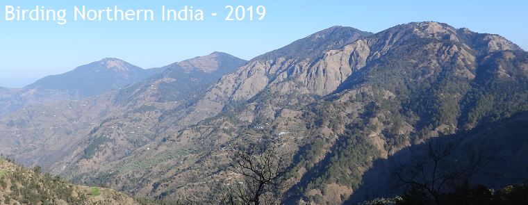 Birding Northern India - 2019