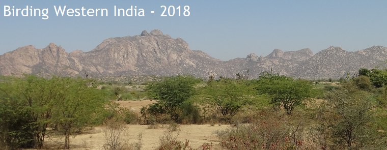 Birding Western India - 2018