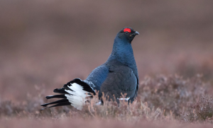 Black Grouse in Scotland (1)