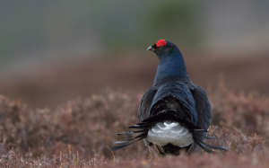 Black Grouse in Scotland (2)