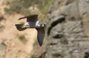 Peregrine Falcon in flight