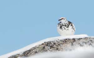 Ptarmigan in the snow (2)