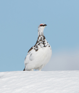 Ptarmigan in the snow (3)