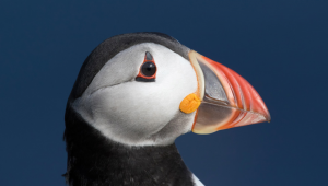 Puffin on Shetland