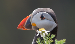 Puffin amongst flowers