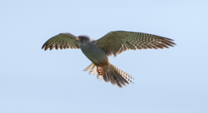 Red-footed Falcon in flight Staffordshire