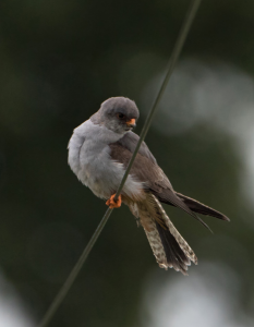 Red-footed Falcon on wire Staffordshire