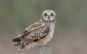 Short-eared Owl on post
