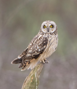 Short-eared Owl perched