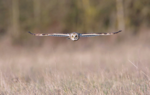 Short-eared Owl in flight