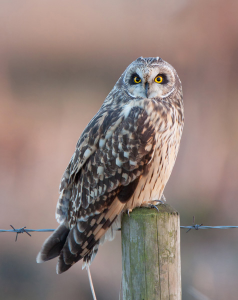 Short-eared Owl at Worlaby