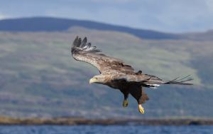 White-tailed Eagle descending