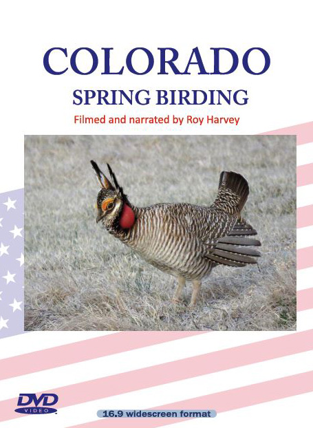 Spring Bird Dvd Colorado Spring Birding DVD The Birders Store
