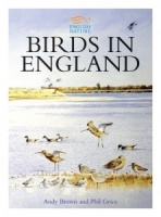 Birds in England