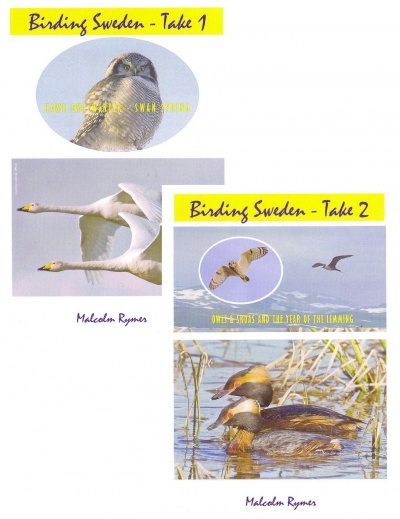 Birding Sweden: Take 1 and Take 2