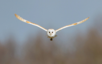 Barn Owl in flight Worcestershire