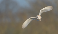 Barn Owl flying in Worcestershire
