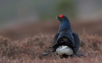 Black Grouse in Scotland (2)