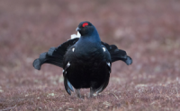 Black Grouse in Scotland (3)