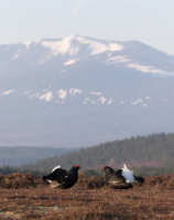 Black Grouse lek in Scotland