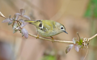 Goldcrest