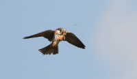 Hobby catching damselfly