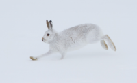 Mountain Hare running