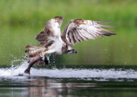 Osprey fishing