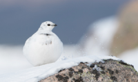 Ptarmigan in the snow (1)