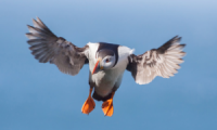 Puffin landing