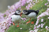 Puffins on Shetland