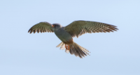 Red-footed Falcon in flight Staffordshire