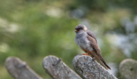 Red-footed Falcon on posts Staffordshire