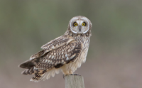 Short-eared Owl on post