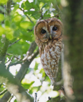 Tawny Owl in tree