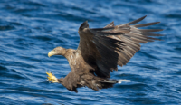 White-tailed Eagle catching fish