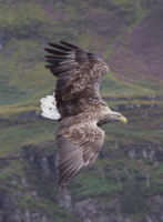 White-tailed Eagle diving